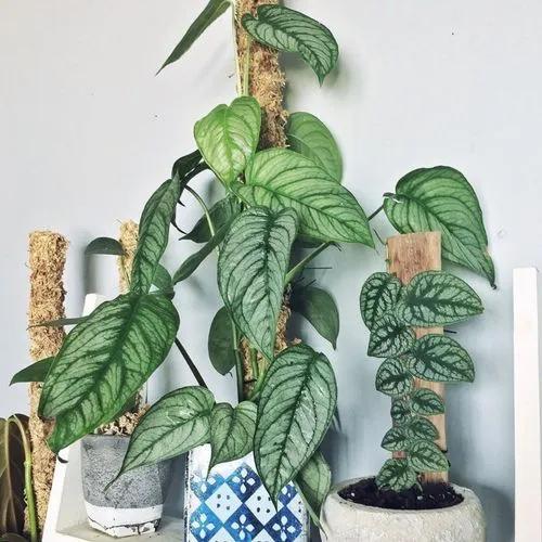 Silver Monstera