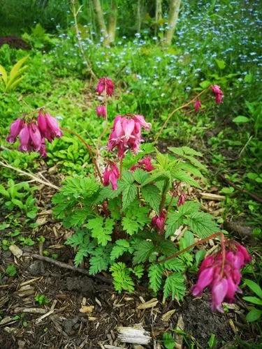 Dicentra Eximia