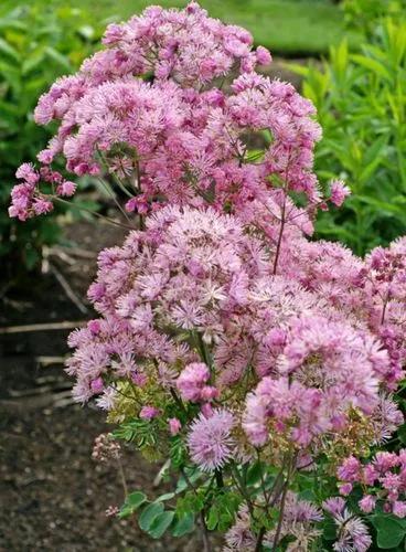 Greater Meadow-rue