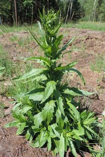 American burnweed