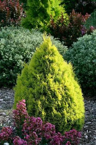 Dwarf alberta spruce