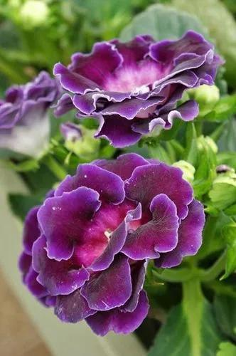 Gloxinia sonata