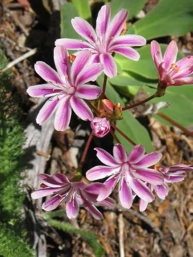 Siskiyou lewisia