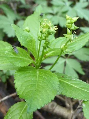 Dog mercury