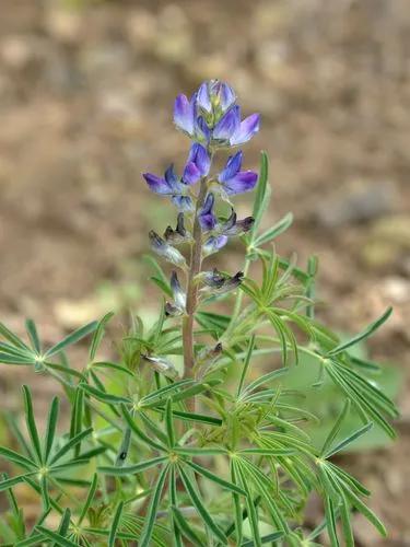 European blue lupine