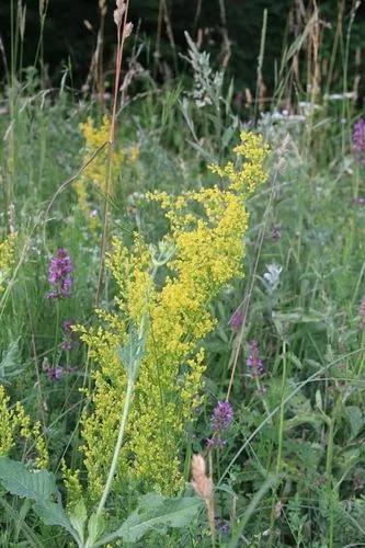 Yellow Bedstraw