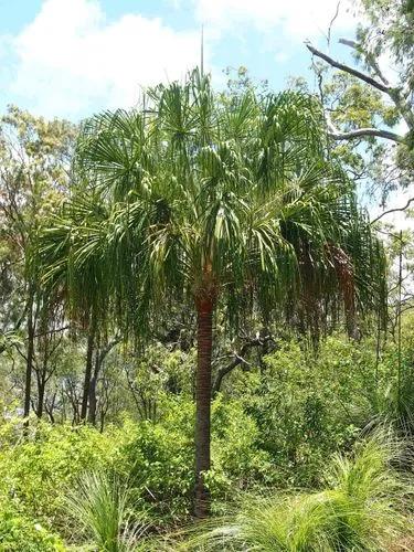 Ribbon Fan Palm