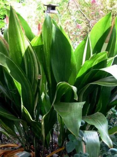 Cordyline petiolaris