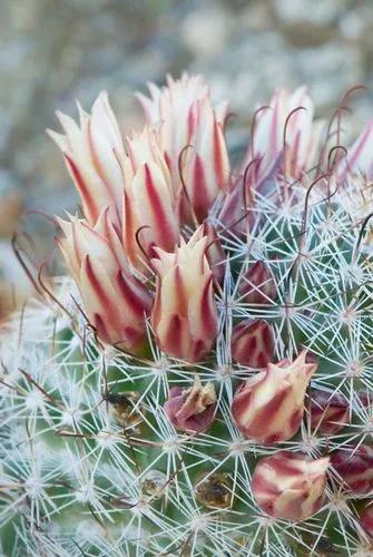 Fishhook cactus