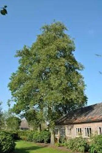 Italian Alder