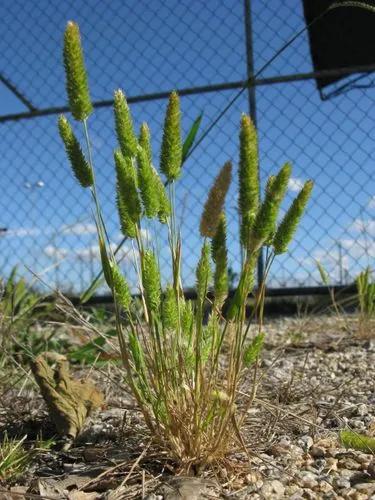 Mediterranean Hairgrass