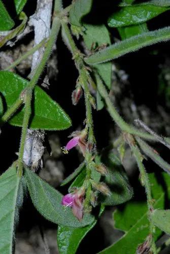 Florida Hammock Milkpea