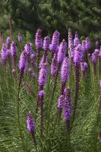 Floristan Violet Gayfeather