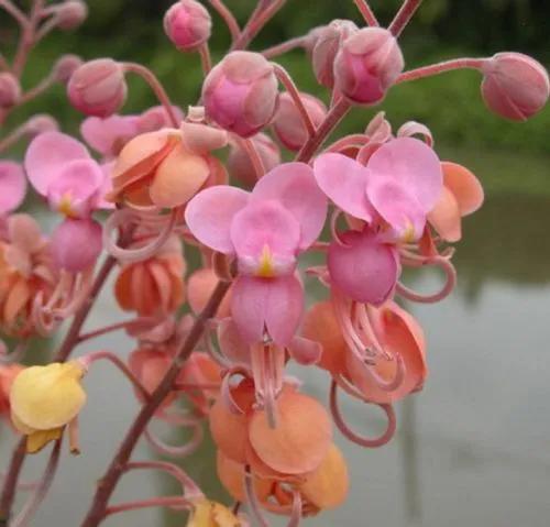 Pink Shower Tree