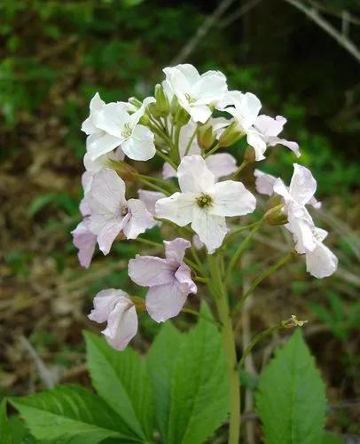 Cardamine Heptaphylla