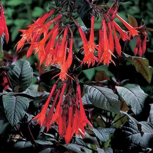 Fuchsia Gartenmeister