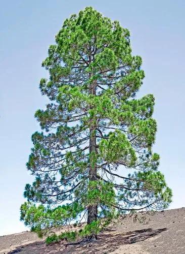 Canary Island Pine