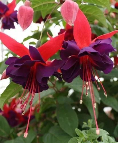 Hybrid Fuchsia