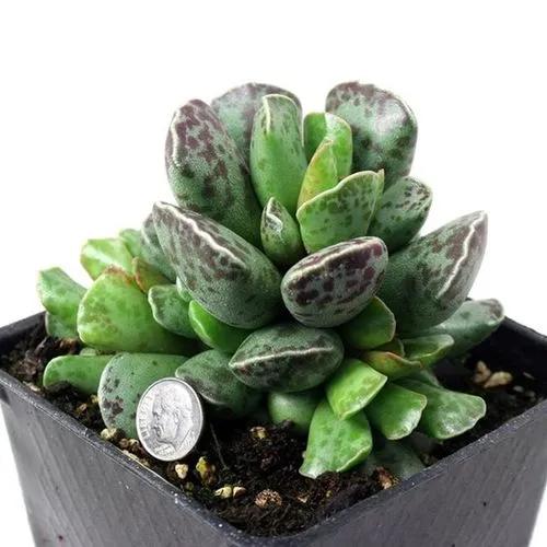 Adromischus cooperi