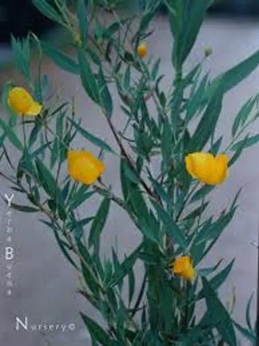 Bush Poppy