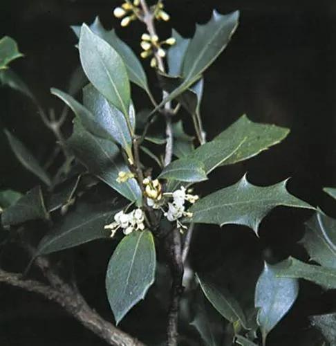 Holly Osmanthus