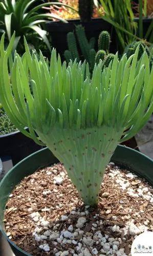 Crested Senecio Vitalis