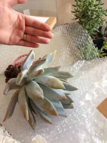 Mexican Giant Echeveria