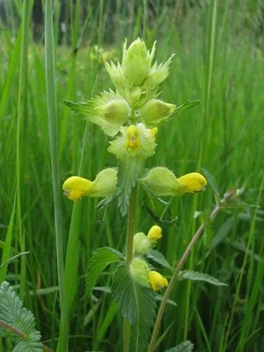 Greater Yellow Rattle