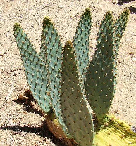 Cow Tongue Cactus