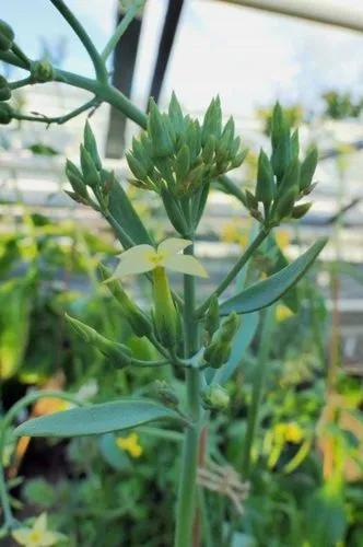 Kalanchoe Prittwitzii