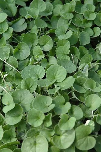 Dichondra Emerald Falls