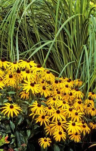 Orange Coneflower