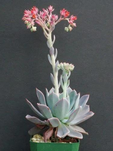 Echeveria Blue