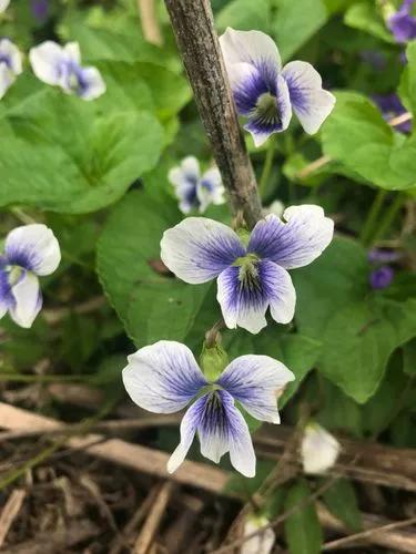 Common Blue Violet