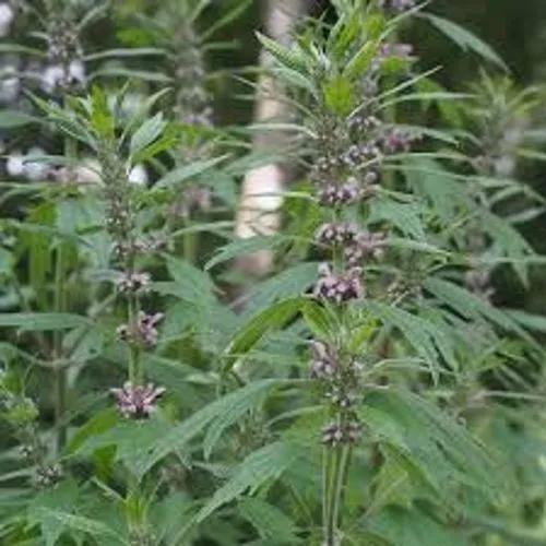 Motherwort