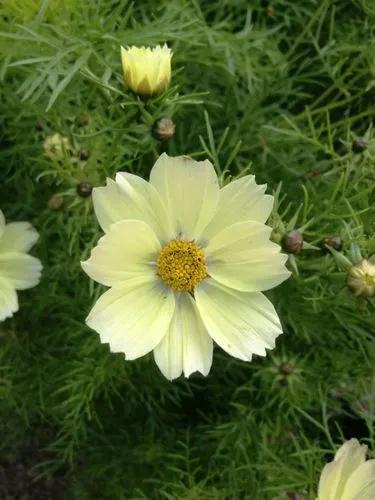 Cosmea 'xanthos'