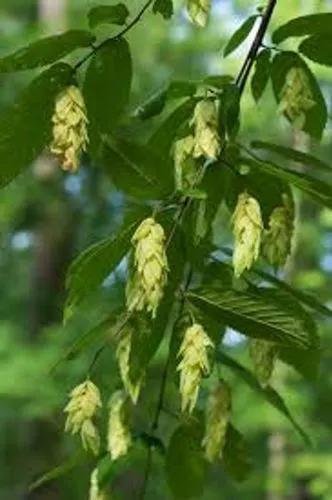 American Hophornbeam