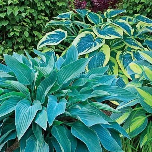 Hosta Blue Mixed