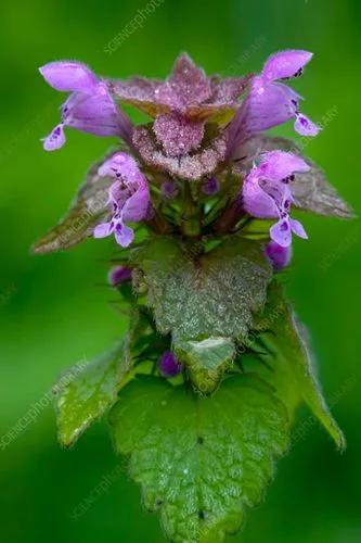 Red Dead-Nettle