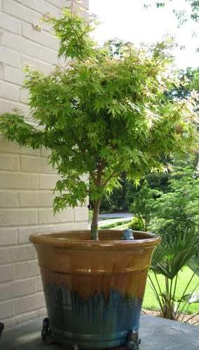 Coral Bark Japanese Maple