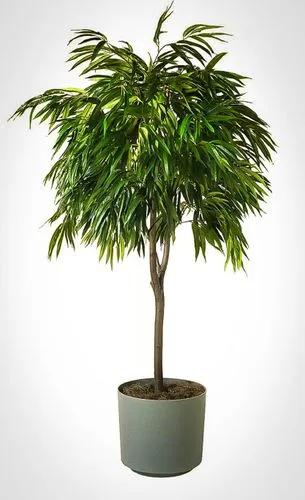 Long Leaf Ficus