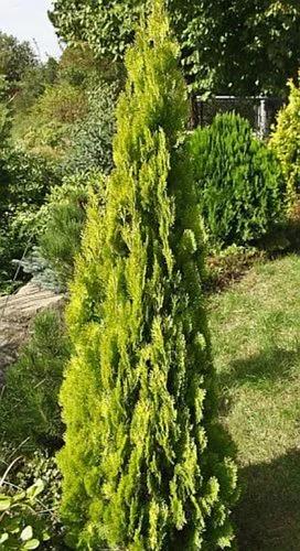 Chinese Arborvitae