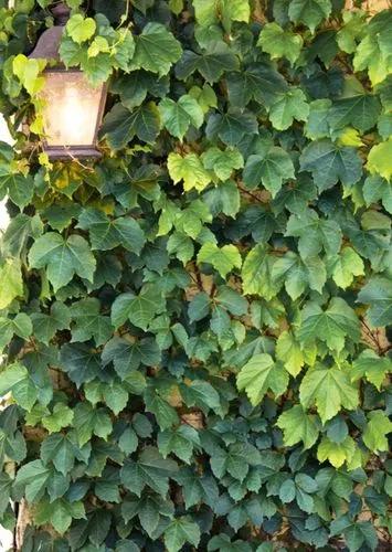 Boston-ivy