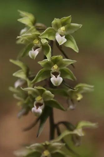 Violet Helleborine