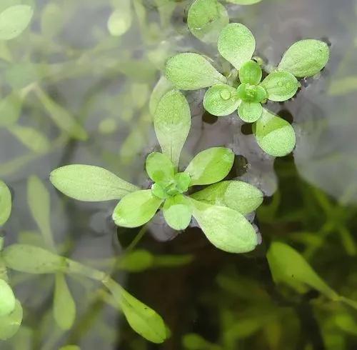 Callitriche Palustris