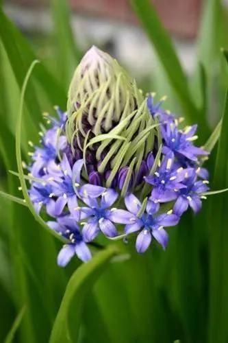 Portuguese Squill