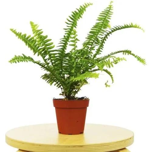 Jesters crown fern