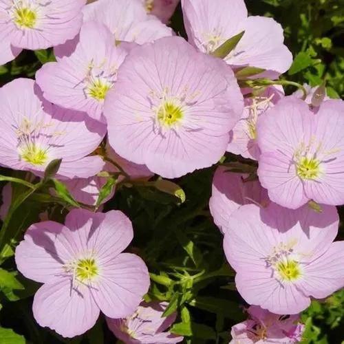 White evening-primrose