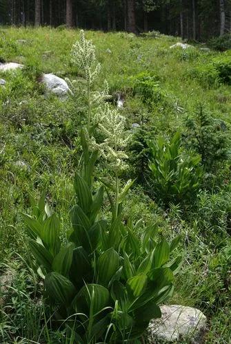 Corn Lily