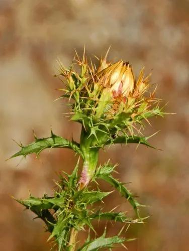 Carlina Corymbosa